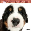 2018ǯÅÙÈÇ The DOG ¥«¥ì¥ó¥À¡¼ ¥Ð¡¼¥Ë¡¼¥º¥Þ¥¦¥ó¥Æ¥ó¥É¥Ã¥°