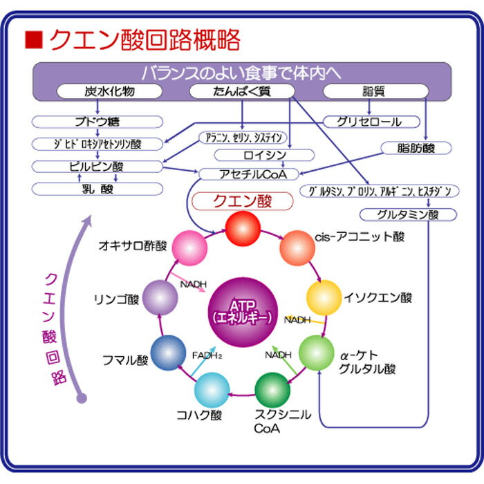 [MEDALIST] メダリスト AMINO DIRECT アミノダイレクト5500 (7g×5袋) 【自転車】【RCP】【05P30Nov14】