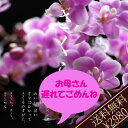 遅れてごめん/ミニ胡蝶蘭・マイクロサクラン・さくらん/花鉢/■/送料無料桜の花びらをまとったラン