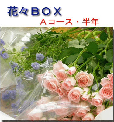 花々BOX【Aコース】X半年（6回分）【楽ギフ_包装】【楽ギフ_メッセ入力】生花：送料無料結婚祝いにも/今日から花がある生活