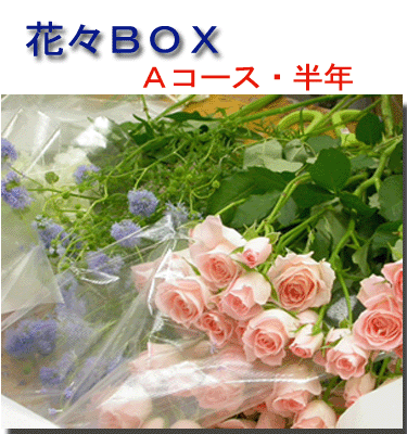 ڲءۺ֤֡BOXAXȾǯ6ʬ