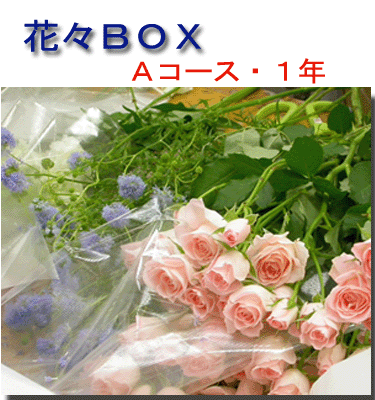 ڲءۺ֤֡BOXAX1ǯ12ʬ