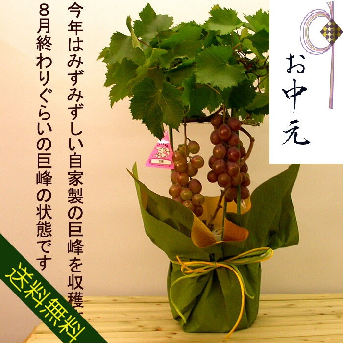 【送料無料】【お中元】に巨峰（ぶどう）の鉢植え予約品/サマーセール