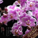 母の日2013/ミニ胡蝶蘭・マイクロサクラン・さくらん/花鉢/■/送料無料桜の花びらをまとったラン