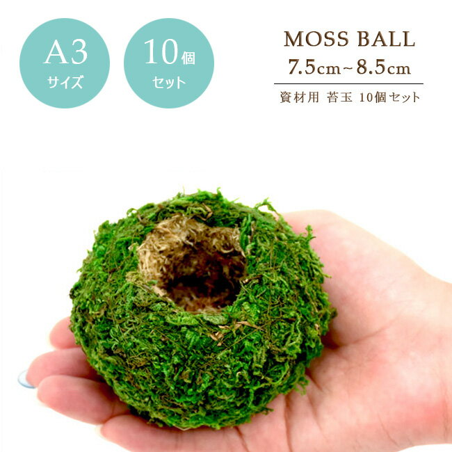 28日は【パキラ・苔玉の日】★パキラ・苔玉ポイント10倍デー！【10個セット】【資材苔玉A…...:marubun-shop:10001870