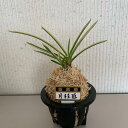 富貴蘭(風蘭)3.5号【品種おまかせ】