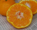 【おすそ分けにも最適です】酸味が少なく糖度が高いみかんが32玉も入ってお買い得価格!みかん「はるみ」秀L32玉5kg