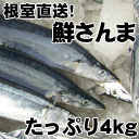 送料無料!根室産とろサンマ(約4kg 33〜35尾)お刺身に...
