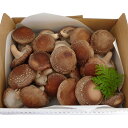 送料無料!北海道知床産【生椎茸】肉厚なLサイズ!約1kgを紙箱入りでお届けします!