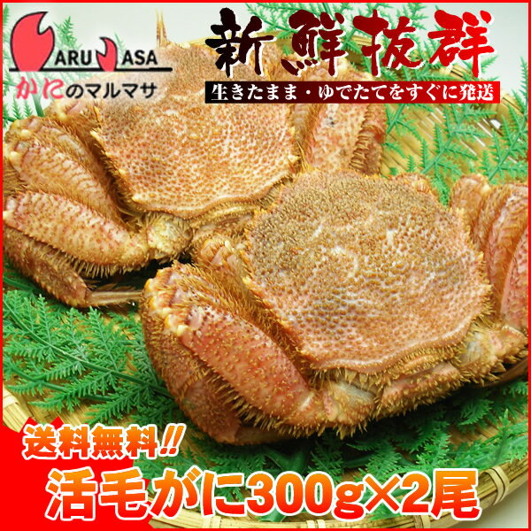 送料無料 北海道産 活毛ガニ 300g×2尾セット(1ケース)枝幸/釧路/稚内/網走/根室など旬なカニを北海道直送