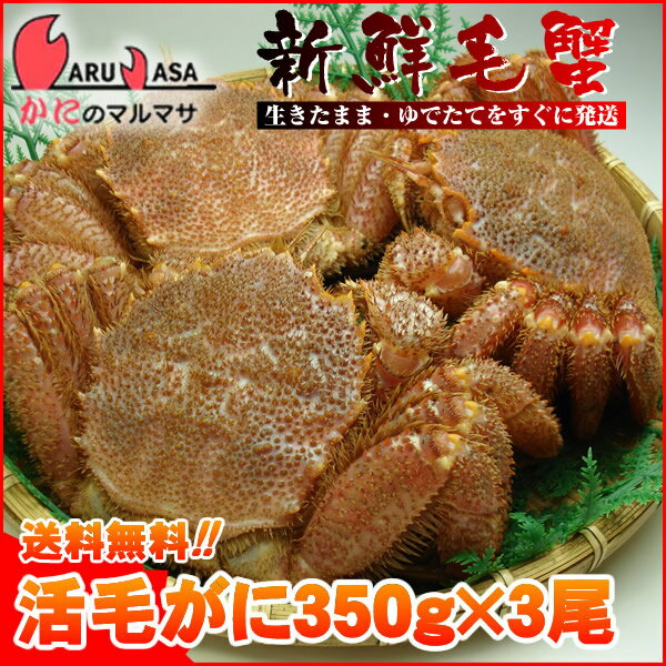 送料無料 北海道産 活毛ガニ 350g×3尾セット(1ケース)枝幸/釧路/稚内/網走/根室など旬なカニを北海道直送ギフト【あす楽対応_関東】【あす楽_土曜営業】【あす楽_日曜営業】【あす楽_年中無休】【楽ギフ_のし宛書】活毛蟹専門店の味をお試し下さい/福袋！2012年贈り物ギフトに最適！期間限定激安セール！濃厚かに味噌！お得な毛がにセットを航空便で直送！