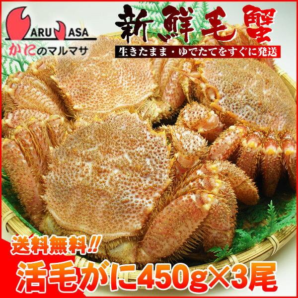 送料無料 北海道産 活毛ガニ 450g×3尾セット(1ケース)枝幸/釧路/稚内/網走/根室など旬なカニを北海道直送ギフト【あす楽対応_関東】【あす楽_土曜営業】【あす楽_日曜営業】【あす楽_年中無休】【楽ギフ_のし宛書】活毛蟹専門店の味をお試し下さい/福袋！2012年贈り物ギフトに最適！期間限定激安セール！濃厚かに味噌！お得な毛がにセットを航空便で直送！