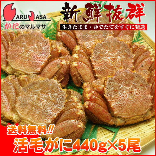 送料無料 北海道産 活毛ガニ 440g×5尾セット(1ケース)枝幸/釧路/稚内/網走/根室など旬なカニを北海道直送