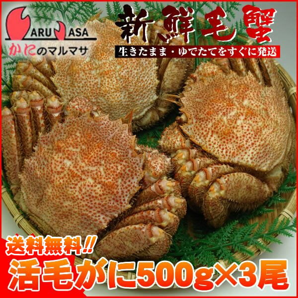 送料無料 北海道産 活毛ガニ 500g×3尾セット(1ケース)枝幸/釧路/稚内/網走/根室など旬なカニを北海道直送ギフト【あす楽対応_関東】【あす楽_土曜営業】【あす楽_日曜営業】【あす楽_年中無休】【楽ギフ_のし宛書】活毛蟹専門店の味をお試し下さい/福袋！2012年贈り物ギフトに最適！期間限定激安セール！濃厚かに味噌！お得な毛がにセットを航空便で直送！