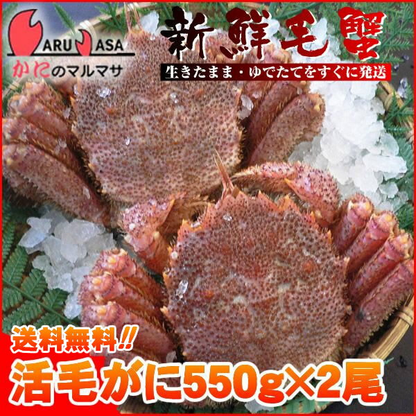 送料無料 北海道産 活毛ガニ 550g×2尾セット(1ケース)枝幸/釧路/稚内/網走/根室など旬なカニを北海道直送ギフト【あす楽対応_関東】【あす楽_土曜営業】【あす楽_日曜営業】【あす楽_年中無休】【楽ギフ_のし宛書】2012年贈り物ギフトに大人気！期間限定激安セール 濃厚かに味噌 お得な毛がにを航空便で直送！お取り寄せ通販カニ福袋 活毛蟹専門店の味をお試し下さい