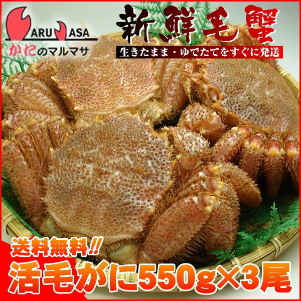 送料無料 北海道産 活毛ガニ 550g×3尾セット(1ケース)枝幸/釧路/稚内/網走/根室など旬なカニを北海道直送ギフト【あす楽対応_関東】【あす楽_土曜営業】【あす楽_日曜営業】【あす楽_年中無休】【楽ギフ_のし宛書】活毛蟹専門店の味をお試し下さい/福袋！2012年贈り物ギフトに最適！期間限定激安セール！濃厚かに味噌！お得な毛がにセットを航空便で直送！