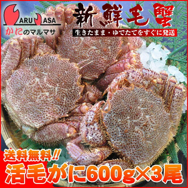 送料無料 北海道産 活毛ガニ 600g×3尾セット(1ケース)枝幸/釧路/稚内/網走/根室など旬なカニを北海道直送ギフト