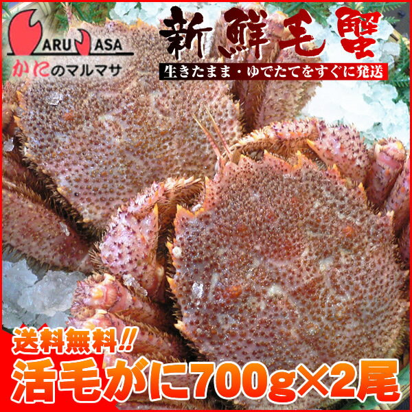 送料無料 北海道産 活毛ガニ 700g×2尾セット(1ケース)枝幸/釧路/稚内/網走/根室など旬なカニを北海道直送ギフト【あす楽対応_関東】【あす楽_土曜営業】【あす楽_日曜営業】【あす楽_年中無休】【楽ギフ_のし宛書】活毛蟹専門店の味をお試し下さい/福袋！2012年贈り物ギフトに最適！期間限定激安セール！濃厚かに味噌！お得な毛がにセットを航空便で直送！