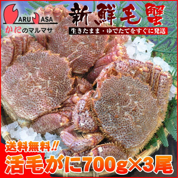 送料無料 北海道産 活毛ガニ 700g×3尾セット(1ケース)枝幸/釧路/稚内/網走/根室など旬なカニを北海道直送ギフト【あす楽対応_関東】【あす楽_土曜営業】【あす楽_日曜営業】【あす楽_年中無休】【楽ギフ_のし宛書】活毛蟹専門店の味をお試し下さい/福袋！2012年贈り物ギフトに最適！期間限定激安セール！濃厚かに味噌！お得な毛がにセットを航空便で直送！