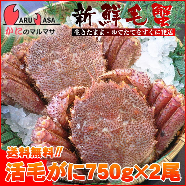 送料無料 北海道産 活毛ガニ 750g×2尾セット(1ケース)枝幸/釧路/稚内/網走/根室など旬なカニを北海道直送ギフト【あす楽対応_関東】【あす楽_土曜営...