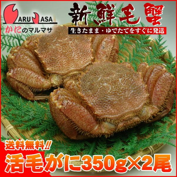 送料無料 北海道産 活毛ガニ350g×2尾セット(1ケース)枝幸/釧路産【あす楽対応_関東】【あす楽_土曜営業】【あす楽_日曜営業】【あす楽_年中無休】【楽ギフ_のし宛書】活毛蟹/毛がに専門店/福袋！贈り物ギフトに最適！楽天ランキング入賞毛カニ部門ランクイン！期間限定激安セール！濃厚なかに味噌をお試し下さい！