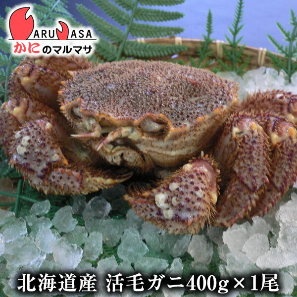 北海道産 活毛ガニ 400g 1尾 釧路/根室など旬なカニを北海道直送【あす楽対応_関東】【あす楽_土曜営業】【あす楽_日曜営業】【あす楽_年中無休】【楽ギフ_のし宛書】活毛蟹専門店/福袋！2012年贈り物ギフトに最適！期間限定激安セール！濃厚かに味噌をお試し下さい！お得な毛がにセットを航空便で直送！