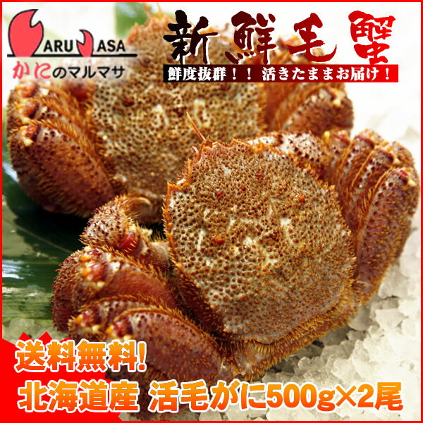 送料無料 北海道産 活毛ガニ500g×2尾セット(1ケース)カニ30%OFF！産地直送ギフト