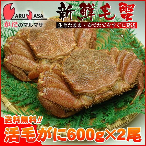 送料無料 北海道産 活毛ガニ600g×2尾セット(1ケース)カニ30%OFF！産地直送ギフト