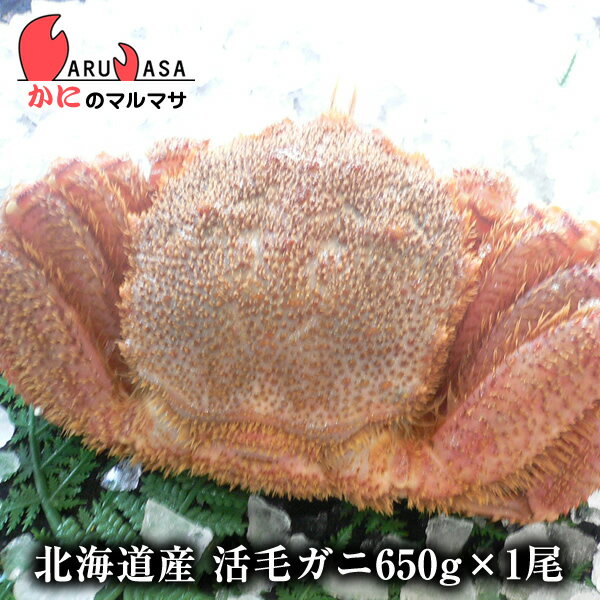 北海道産 活毛ガニ 650g 1尾 釧路/稚内/網走/根室など旬なカニを北海道直送