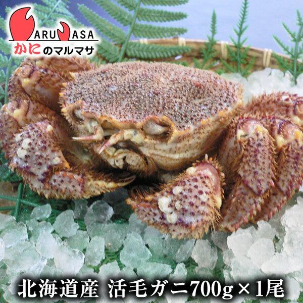 北海道産 活毛ガニ 700g 1尾 釧路/稚内/網走/根室など旬なカニを北海道直送【あす楽対応_関東】【あす楽_土曜営業】【あす楽_日曜営業】【あす楽_年中無休】【楽ギフ_のし宛書】活毛蟹専門店/福袋！贈り物ギフトに最適！期間限定激安セール！濃厚かに味噌！貴重な大きいサイズ！お得な毛がにセットを航空便で直送！