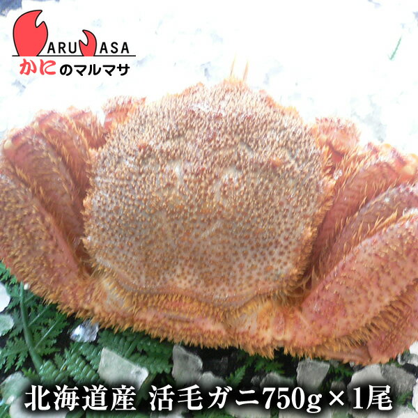 北海道産 活毛ガニ 750g 1尾 釧路/稚内/網走/根室など旬なカニを北海道直送【あす楽対応_関東】【あす楽_土曜営業】【あす楽_日曜営業】【あす楽_年中無休】【楽ギフ_のし宛書】活毛蟹専門店/福袋！贈り物ギフトに最適！期間限定激安セール！濃厚かに味噌！貴重な大きいサイズ！お得な毛がにセットを航空便で直送！