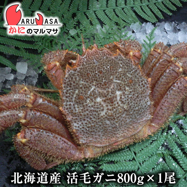 北海道産 活毛ガニ 800g 1尾 釧路/稚内/網走/根室など旬なカニを北海道直送