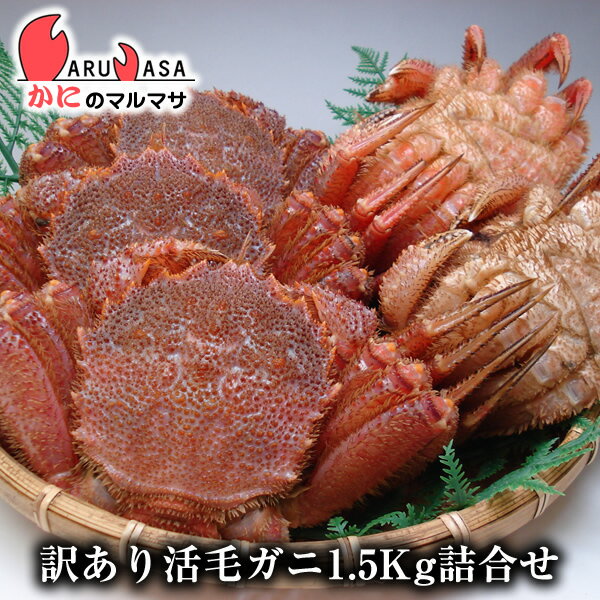 北海道産 訳あり わけあり 訳まち 活毛ガニ 1.5kg(1ケース)期間限定激安セール 濃厚なかに味噌 訳あり毛がに【まち楽_B級グルメ_メディア】