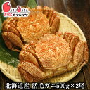 北海道産 活毛がに(500g×2尾)セット 楽天ランキング入賞毛カニ部門ランクイン!!あす楽