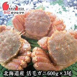 活毛がに(600g×<strong>3尾</strong>)セット あす楽 毛蟹 <strong>毛ガニ</strong> カニ通販 道産品 母の日 ギフト 北海道産