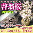 (s)山形県産「啓翁桜」（70-80cm×8本）希望に満ちた新年を山形の初桜でお出迎えしてみませんか？