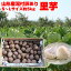【訳有り】【送料無料】山形県産泥付き「里芋」お徳用 約5kg(S～Lサイズ)