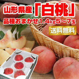 【送料無料】山形県産「白桃」品種おまかせ1.4kg(5-7玉)【山形/白桃/はくとう/桃/もも/お試し/産地直送/お取り寄せ/momo/hakuto/グルメ大賞】【楽ギフ_のし/楽ギフ_のし宛書/楽ギフ_メッセ入力】