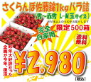 限定500箱！37％OFF山形県産さくらんぼ佐藤錦1kg（500g×2）バラ詰M玉以上デイリーランキング1位獲得！限定500箱！37％OFF！M玉サイズ以上なので完全自宅用