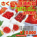 【クーポン利用で10%OFF】【送料無料】旬を満喫!「さくらんぼ頒布会3ヶ月コース」【サクランボ】【楽ギフ_のし】【楽ギフ_のし宛書】【楽ギフ_メッセ入力】