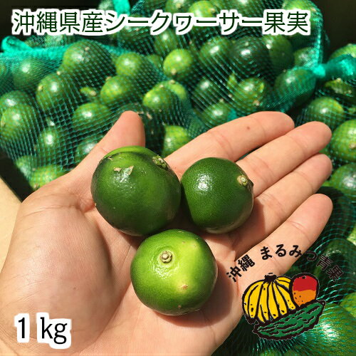 【送料無料】【ポイント10倍】沖縄県産 青切りシークヮーサー1kg【シークヮーサー シークァーサー　シークヮーサー果実　シークァーサー果実　シークワーサー　スーパーフード ノビレチン　果物 サラダ 国産 美容効果　健康食品 アンチエイジング 沖縄 沖縄産 沖縄県産】