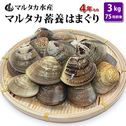 【送料無料】蓄養はまぐり　4年もの5cm〜6cmサイズ蛤(ハマグリ)3kg（75粒前後）入♯貝 はまぐり ハマグリ 蛤 バーベキュー 海鮮 海鮮バーベキュー 直送