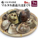 【送料無料】蓄養大はまぐり 8年もの6cm〜8cmサイズ蛤(...