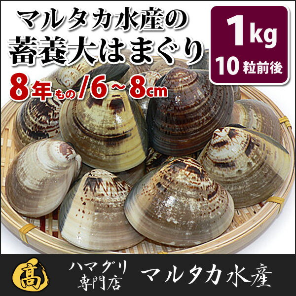 【送料無料】蓄養はまぐり　8年もの6cm〜8cmサイズ蛤(ハマグリ)1kg（10粒前後）入…...:marutakasuisan:10000253