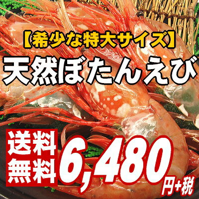 【海老の王様。鮨屋ご用達】ぷりぷり濃厚・甘み抜群の特大ボタンエビ1kg【あす楽対応】【楽ギフ】【父の...:maruuo:10000074