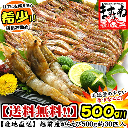 越前ガラエビ（生/冷凍）500g[送料無料]甘エビより甘いと絶賛のお声続々！希少な越前産ガラエビが再入荷！