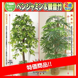 限定販売　光触媒加工　ベンジャミン＆観音竹　特別2個セット　大型 観葉植物　店舗やリビングにもお勧め　観葉　植物 レビュー記入の方プレゼント光触媒で消臭・抗菌レビュー記入の方今ならもれなく竹製鉢カバー付き　店舗用観葉植物　観賞用植物