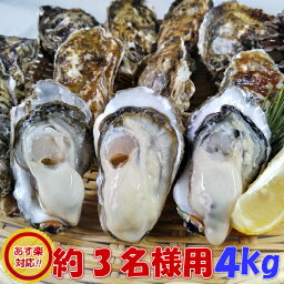 牡蠣 加熱用4kg（約45粒）送料無料！<strong>宮城県産</strong> 殻付き 牡蛎 牡蠣 殻付き 無選別牡蠣 牡蠣 殻付 カキ 加熱用 松島牡蠣屋 牡蛎 BBQ 母の日 父の日 ギフト 食べ物 お中元 <strong>お歳暮</strong> バーベキュー食材 海産物「加熱用 牡蠣 4kg」【100】