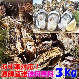 【GW用受注中】牡蠣 3kg 殻付き 牡蠣 殻付き 牡蛎 牡蠣 殻付 宮城県産 3キロ 無選別牡蠣 カキ 加熱用 松島牡蠣屋 海産物 魚介類 魚介海鮮BBQ バーベキュー 「牡蠣 加熱用 3kg」【80】