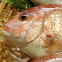 天然 真鯛(たい)【生】 1尾 約500-590g 【山陰沖産】